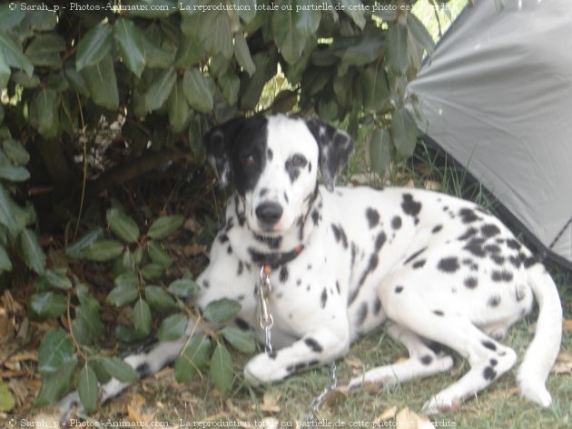 Photo de Dalmatien