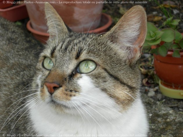 Photo de Chat domestique