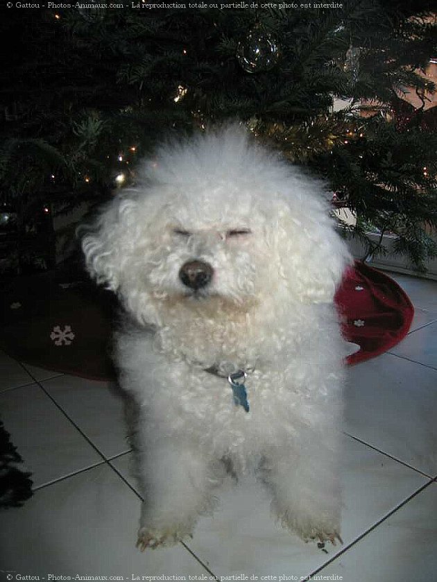 Photo de Bichon  poil fris