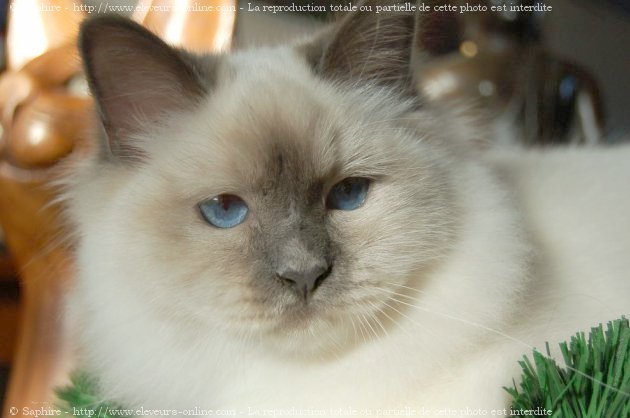 Photo de Sacr de birmanie