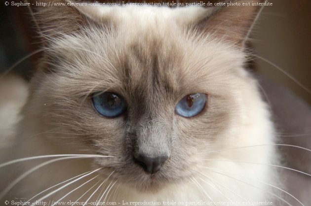 Photo de Sacr de birmanie