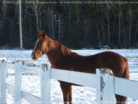 Photo de Quarter horse