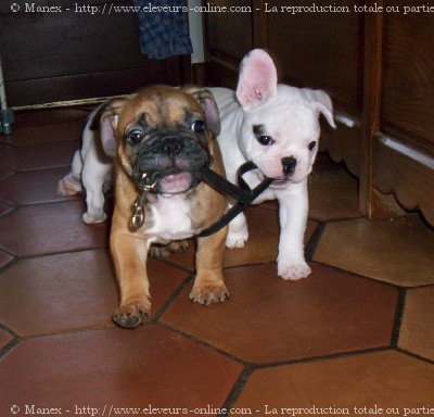 Photo de Bouledogue franais