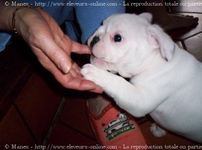 Photo de Bouledogue franais