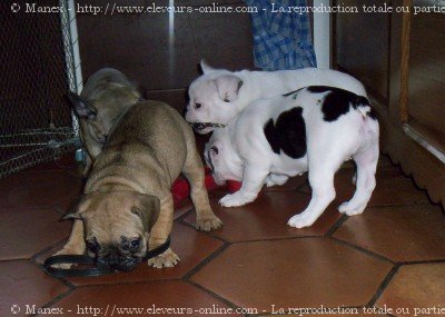 Photo de Bouledogue franais