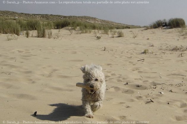 Photo de Bichon  poil fris