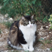 Photo de Chat domestique