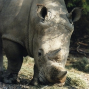 Photo de Rhinocros