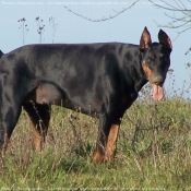 Photo de Dobermann