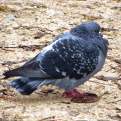 Photo de Pigeon