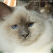 Photo de Sacr de birmanie