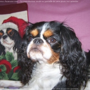 Photo de Cavalier king charles spaniel