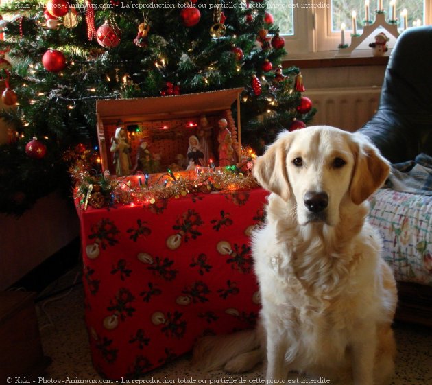 Photo de Golden retriever