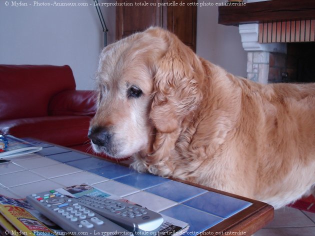 Photo de Golden retriever