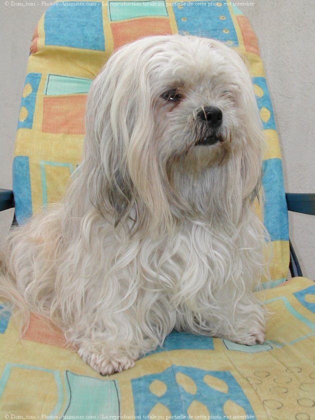 Photo de Lhassa apso