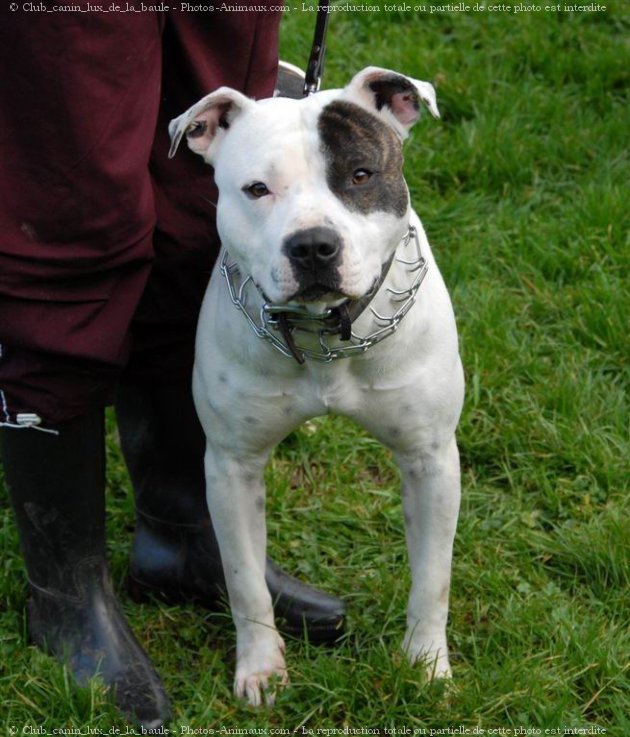 Photo d'American staffordshire terrier