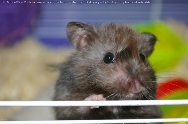 Photo de Hamster