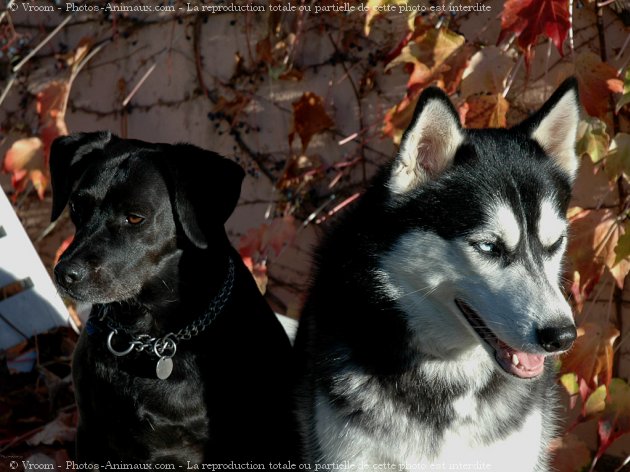 Photo de Races diffrentes