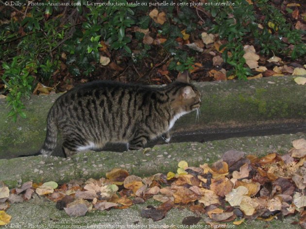 Photo de Chat domestique