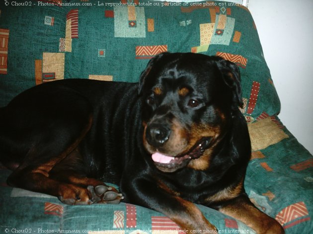 Photo de Rottweiler