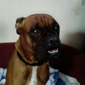 Photo de Boxer