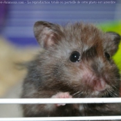 Photo de Hamster