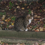 Photo de Chat domestique