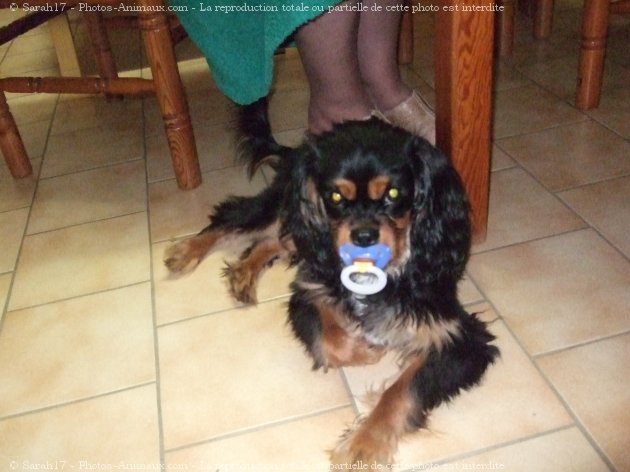 Photo de Cavalier king charles spaniel