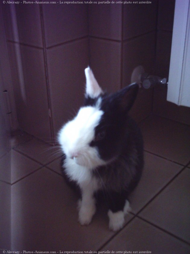 Photo de Lapin