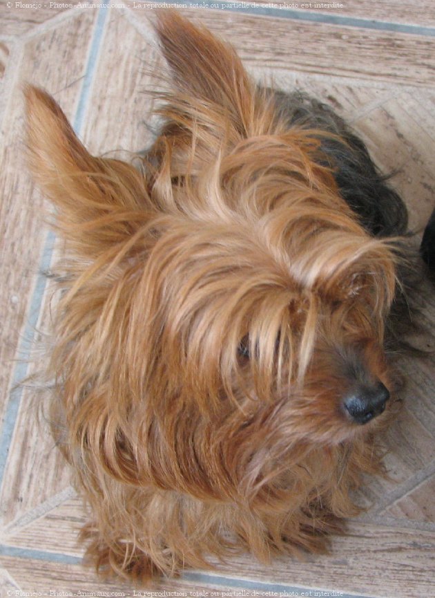 Photo de Yorkshire terrier