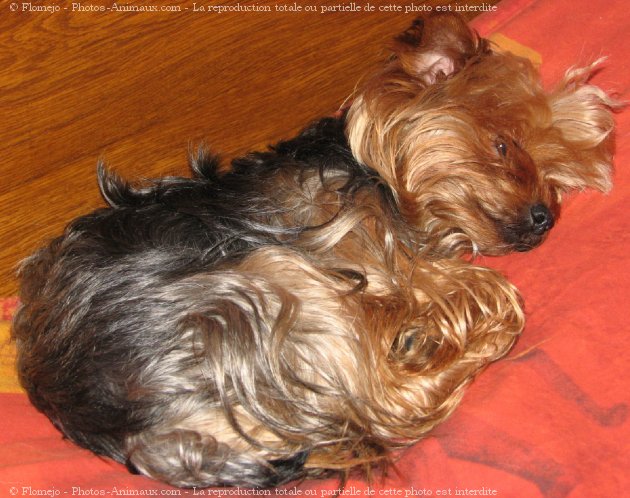 Photo de Yorkshire terrier