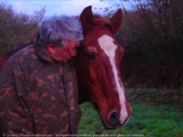 Photo de Cob normand