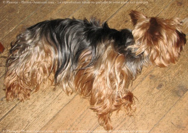 Photo de Yorkshire terrier