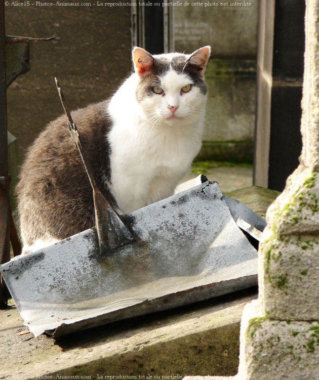 Photo de Chat domestique