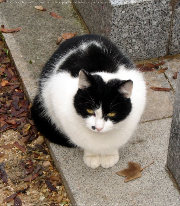 Photo de Chat domestique