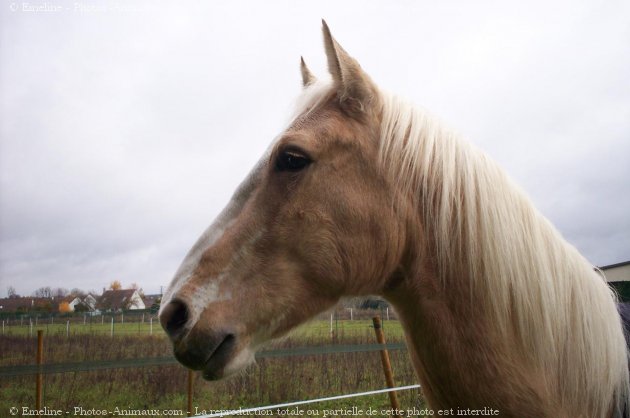 Photo de Palomino