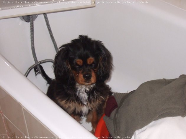 Photo de Cavalier king charles spaniel