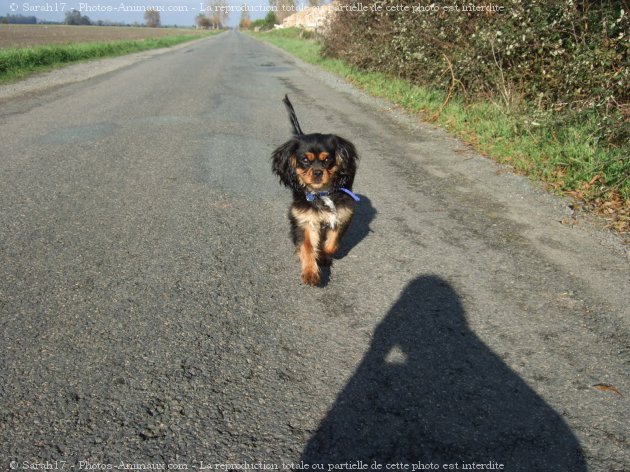 Photo de Cavalier king charles spaniel