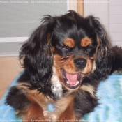 Photo de Cavalier king charles spaniel