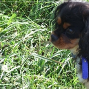 Photo de Cavalier king charles spaniel