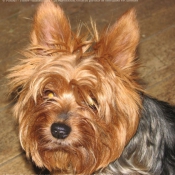 Photo de Yorkshire terrier