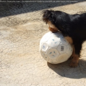 Photo de Cavalier king charles spaniel