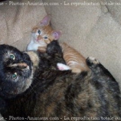 Photo de Chat domestique