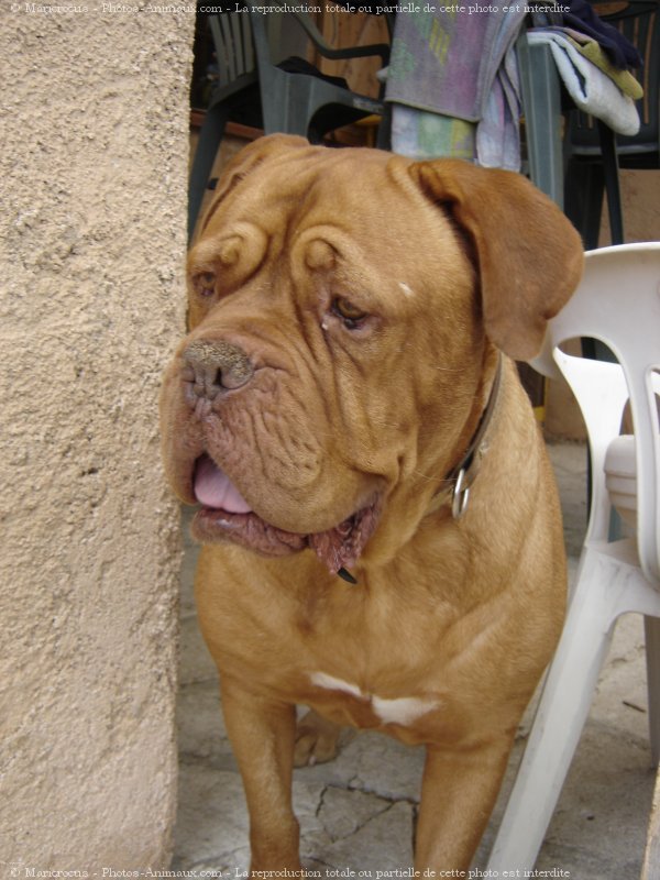 Photo de Dogue de bordeaux