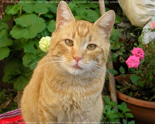 Photo de Chat domestique