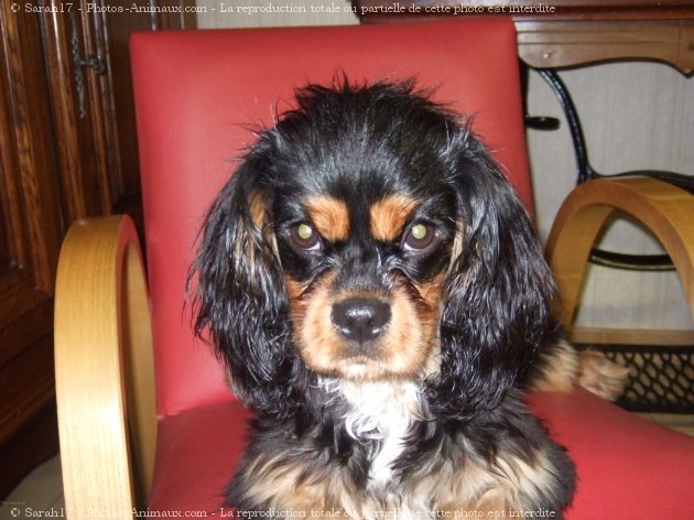 Photo de Cavalier king charles spaniel