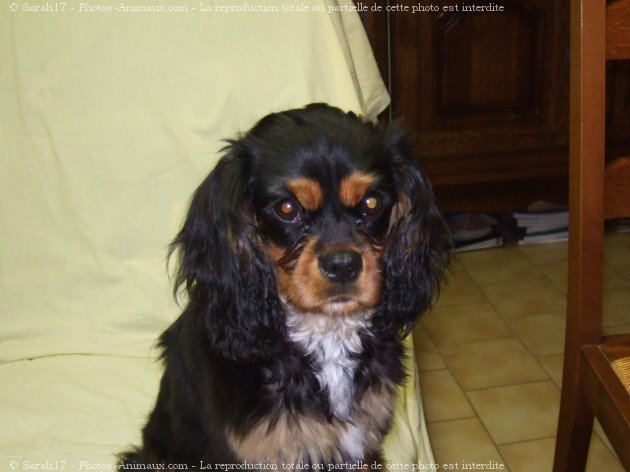 Photo de Cavalier king charles spaniel