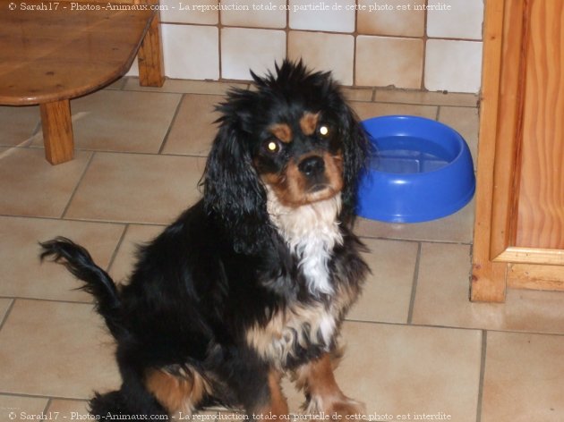 Photo de Cavalier king charles spaniel