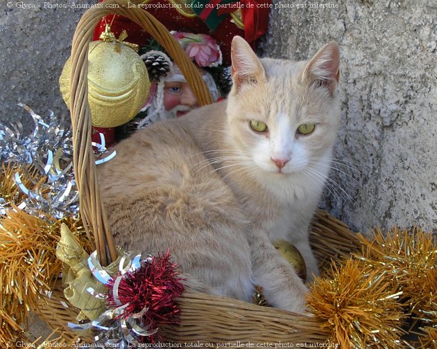 Photo de Chat domestique