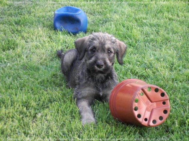 Photo de Schnauzer gant